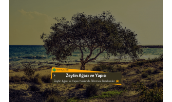 Zeytin Ağacı ve Yapısı Hakkında Bilgiler