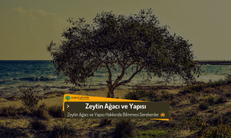 Zeytin Ağacı ve Yapısı Hakkında Bilgiler