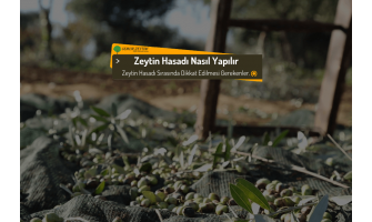 Zeytin Hasadı Nasıl Yapılır