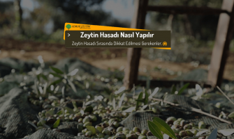 Zeytin Hasadı Nasıl Yapılır